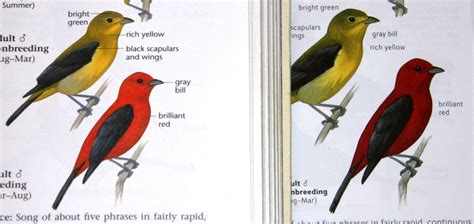 The Sibley Guide To Birds Second Edition Initial Review