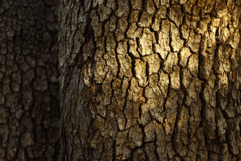 Bark Tree Trunk Wallpapers Hd Desktop And Mobile Backgrounds