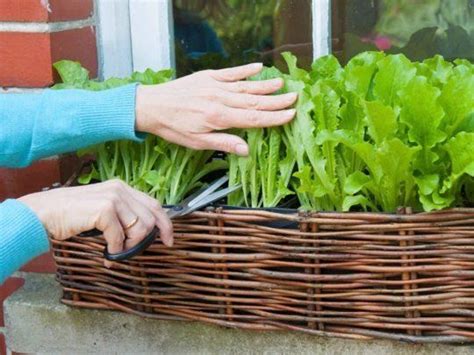 Get Started Growing 5 Easy Small Vegetable Garden Ideas