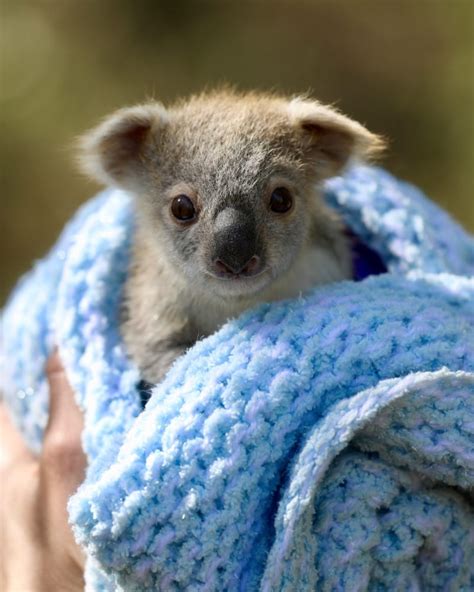 25 Of The Cutest Baby Animals From Around The World