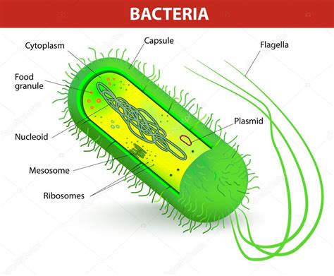 Bacteria Cell Anatomy Vector Diagram Premium Vector In Adobe