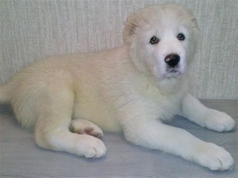 Central asian shepherd puppy alabai !!! White fluffy puppy alabai wallpapers and images ...