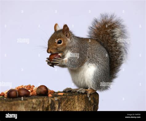 Portrait Of A Grey Squirrel Eating Nuts On A Tree Stump In Autumn Stock