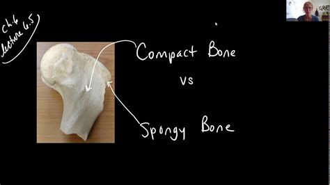 Bio 2010 Lect 65 Compact Bone Vs Spongy Bone Youtube