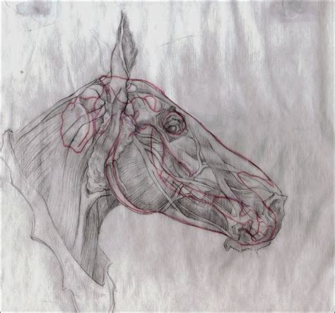 Garrets Drawing A Day Blog Horse Head Anatomy