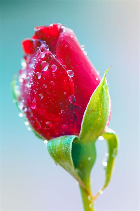 Red Rose Bud By Steve Stephenson 500px Rose Buds Red Roses