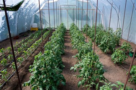 Organic Tomato Plants In A Greenhouse And Drip Irrigation System Stock
