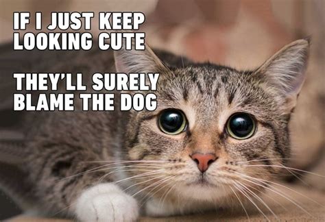 Best Cat Memes Of 2020 Funny Cat Memes Best Cat Memes Funny Cat