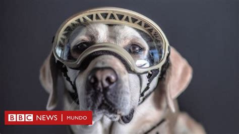 Frida Y Los Otros Perros De México Que Se Convirtieron En Héroes Por