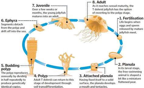 Immortal Jellyfish The Only Animal Which Can Live Eternally Our Planet