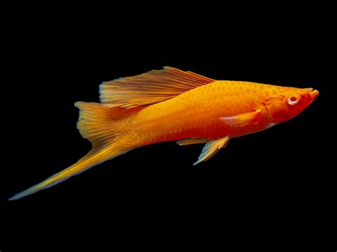 Red Eye Blood Red Hi Fin Lyretail Swordtail Aquatic Arts On Sale