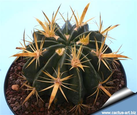 How to water succulents and cacti. Ferocactus Latispinus var flavispinus