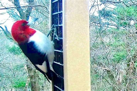 The Notes Package For Chicago Outdoors Includes A Red Headed Woodpecker