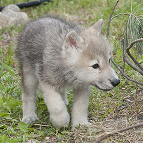 Help Name Minnesota Wolf Pups News Kfgo 790