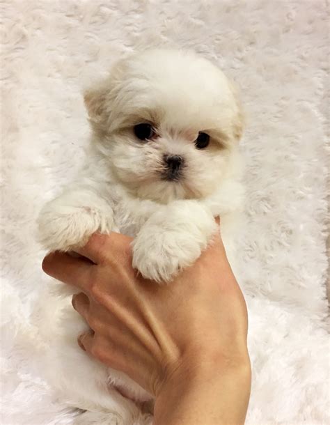 Tiny Teacup Maltese Puppy California Los Angeles Puppy For Sale