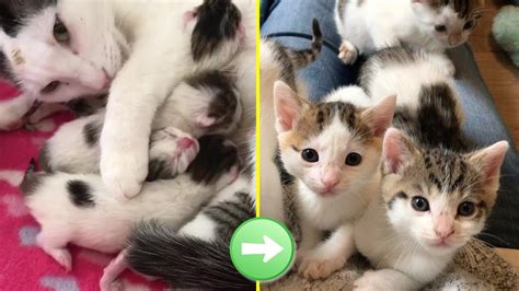 Beautiful Pregnant Cat Born 6 Super Cute Babies With Amazing