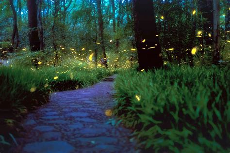 Firefly Forest Wallpapers Top Free Firefly Forest Bac