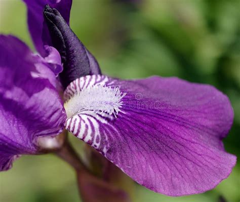 Violet Flower Iris Stock Photo Image Of Petal Background 149520218