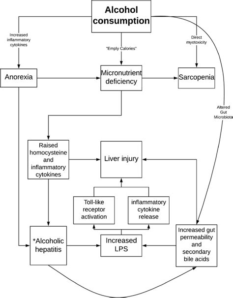Pathogenesis Of Alcohol Related Liver Injury Related To Malnutrition