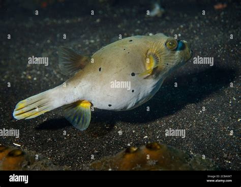 Black Spotted Puffer Fish Hi Res Stock Photography And Images Alamy