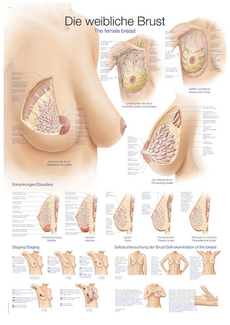 Are you as big as a 'whopper' or small as an egg? Chart The female breast, 70x100cm | Size 70 x 100 cm ...