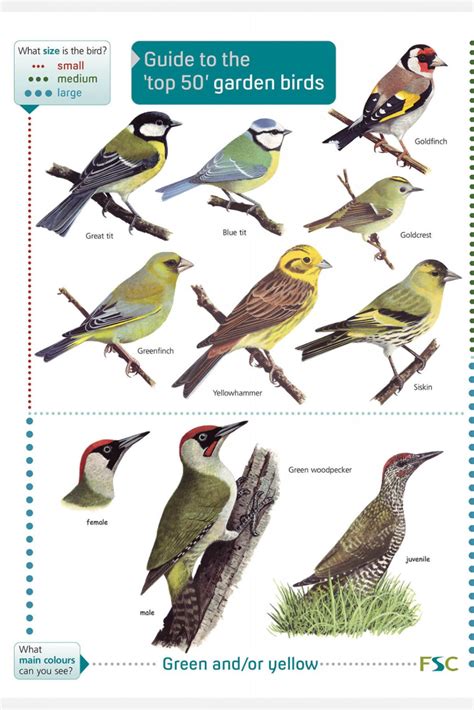 British Bird Guide Fsc Bird Field Guide For The Top 50 Garden Birds