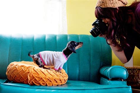 Tips For Pet Photography A Beautiful Mess