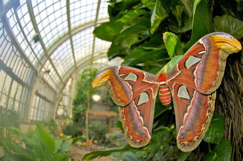 Viennas Butterfly House Discover Germany Switzerland And Austria