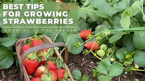 How To Plant And Grow Strawberries Plus Tips For Growing Strawberries In Hot Climates Youtube