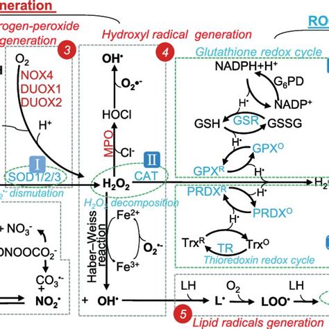 Reactive Oxygen Species ROS Metabolism A ROS Generation Cellular
