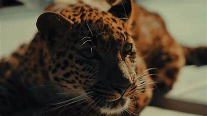 Tiger Lucci Jaguar Nsfw Leopard Headcanons Rob