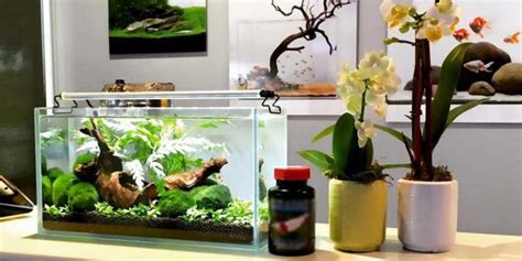 The 10 Amazing Desktop Fish Tanks Reviews And Guide Of 2023