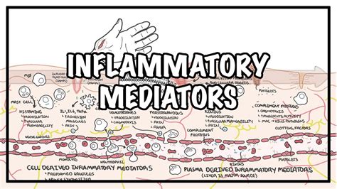 Inflammatory Mediators And The Inflammatory Response Youtube