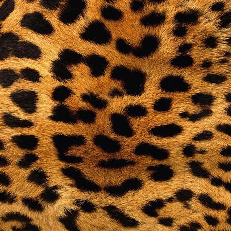 Backgrounds Leopard Skin Pattern Background Ipad Iphone Hd
