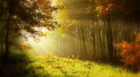 Free Images Tree Nature Forest Branch Light Mist