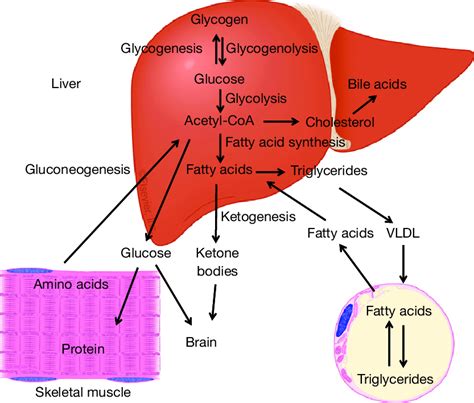 Major Metabolic Functions Of The Liver During The Fed State Glucose Download Scientific