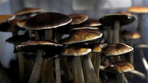 'Magic mushroom' ingredient could work as mental health treatment ...