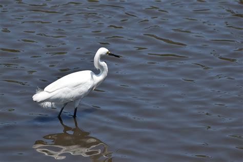 Free Photo Crane Water Bird White Animal Free Image On Pixabay