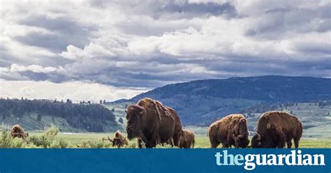 increase in yellowstone visitors raises park s concerns over wildlife and safety environment