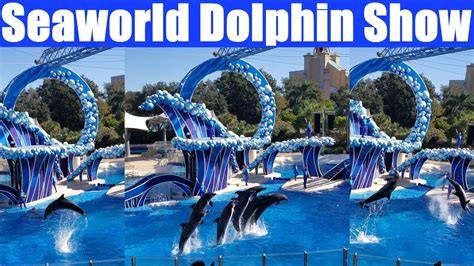 Seaworld Orlando Dolphin Days Show 4k Youtube