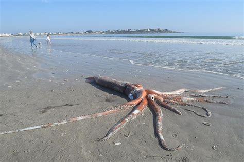 Giant Squid Weighing Over 700 Pounds Washes Up On Beach