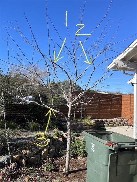 Redbud Pruning Advice Rarborists