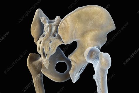 Hip Bones Male Artwork Stock Image C0204884 Science Photo Library
