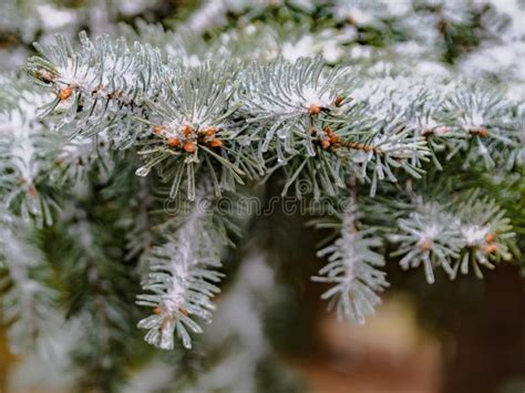 A Branch Of A Coniferous Tree With Melting Snow Stock Photo Image Of