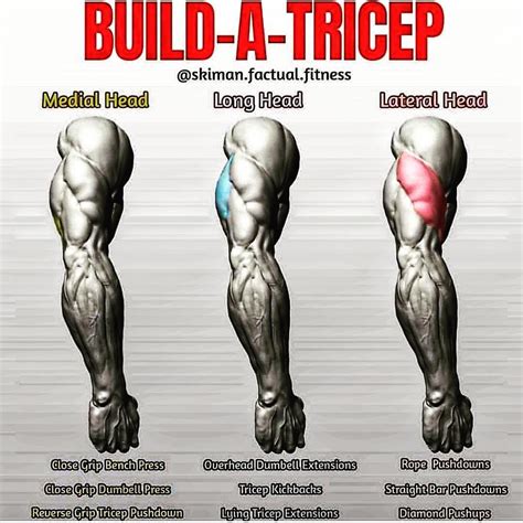 Pin On Build A Muscle