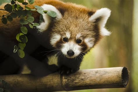 Red Panda Babies Make Debut At Philadelphia Zoo Atlanta Ga