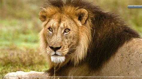 African Lion Wallpapers Top Free African Lion Backgrounds