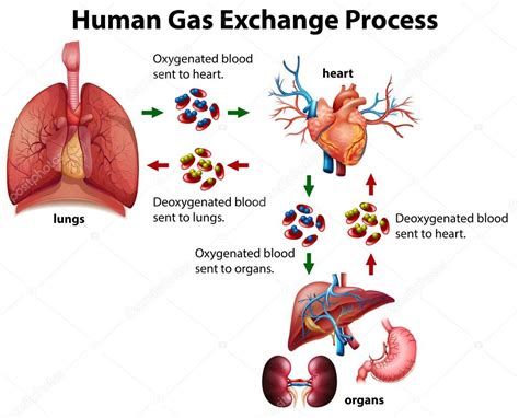 Diagrama Del Proceso De Intercambio De Gas Humano Vector Gráfico