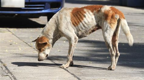 Süßer Hund Wird Am Straßenrand Seinem Schicksal überlassen Brigittede