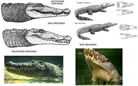 Nile Crocodile Or Australian Saltwater Croc Yahoo Answers